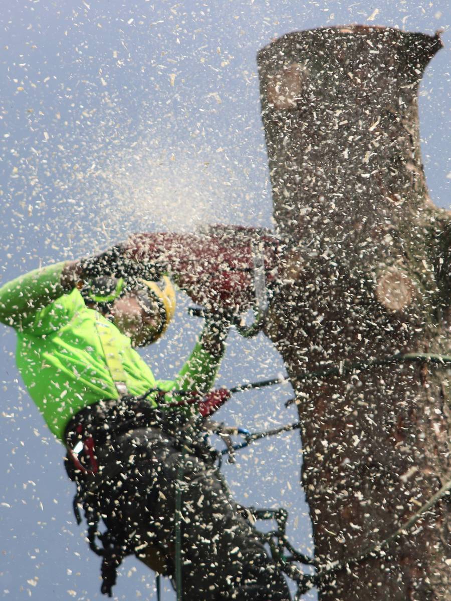 Licensed stock photograph: a climber high on a trunk cutting with a chainsaw in a cloud of sawdust.